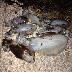 秋イカとしては自己記録